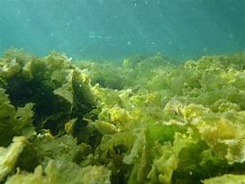 Shankar IAS Summary: Marine Organisms | Famous Books for UPSC Exam (Summary & Tests)