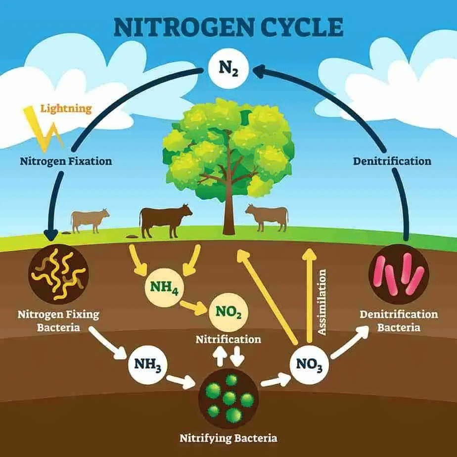 Microorganisms - Friend & Foe Summary Class 8 NCERT Summary