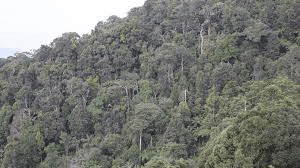 Natural Vegetation | Geography Optional for UPSC