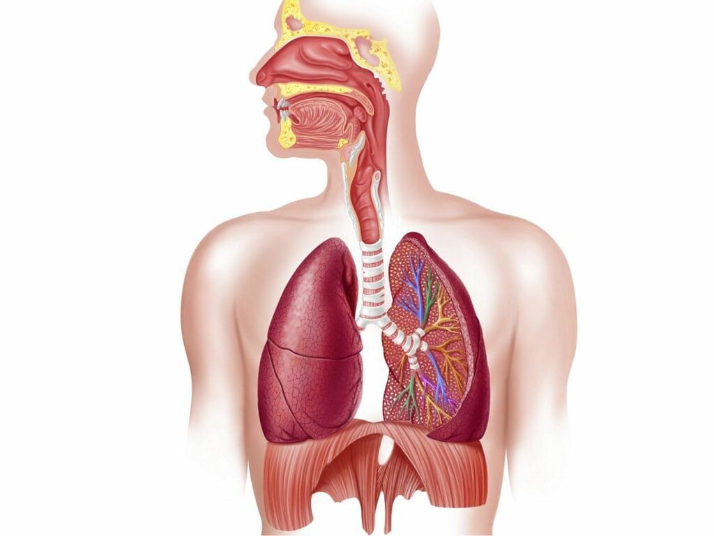 Respiratory System