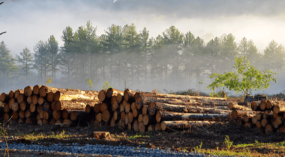 Processing of Timber:–