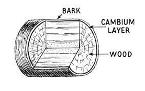 Cambium layer:—