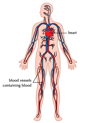 Circulatory System