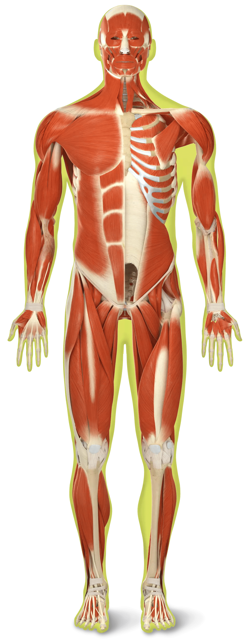 Muscular System