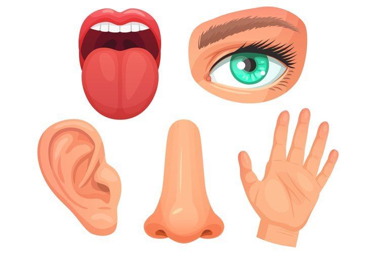 Sense Organs
