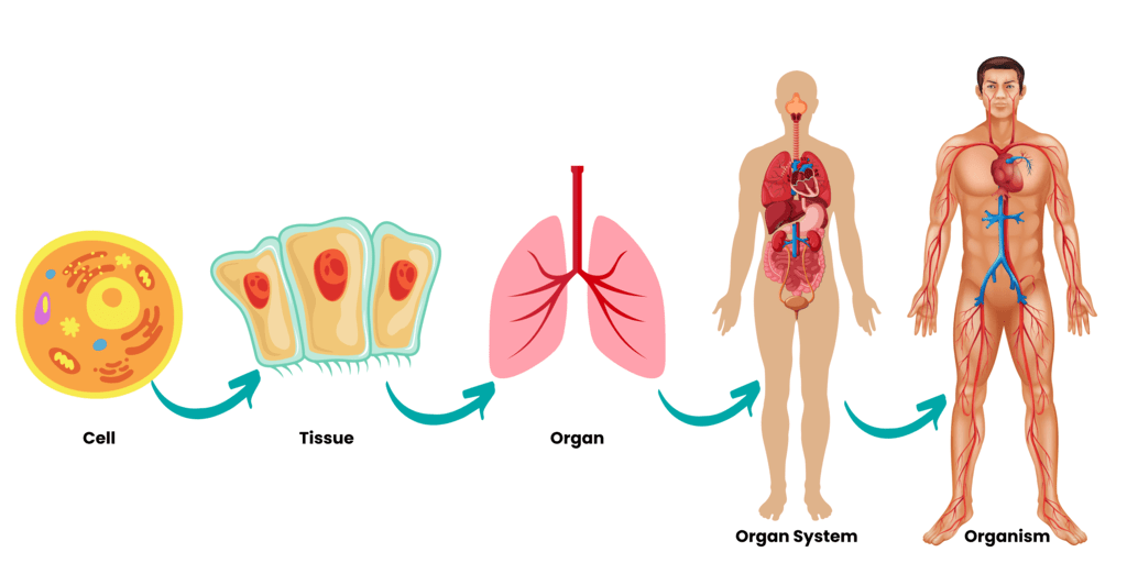 Human Body: Organ Systems Class 3 Notes Science