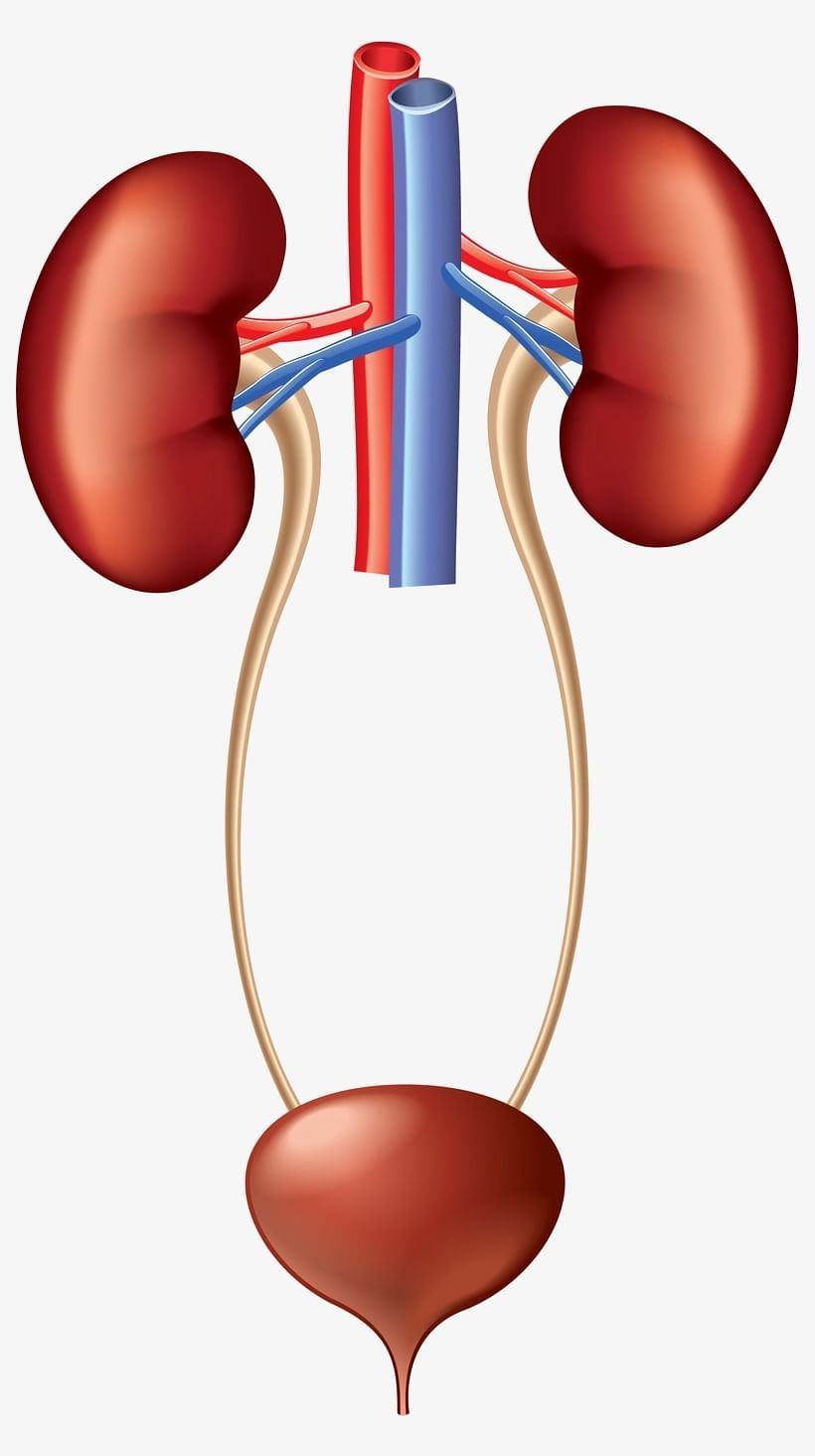 Excretory System