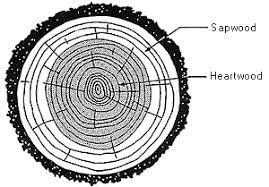 Sap Wood (Alburnum):