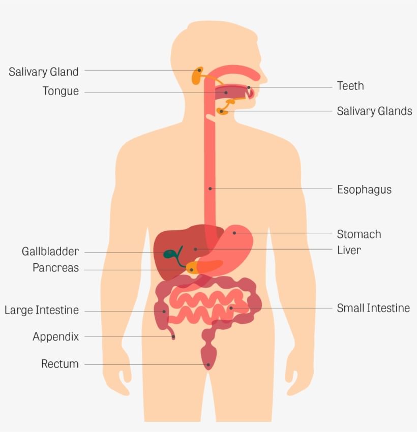 Digestive System