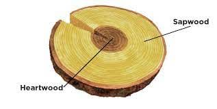 Heart Wood:–