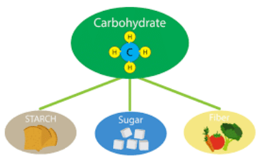 Class 6 Science Chapter 1 Question Answers - Components of Food