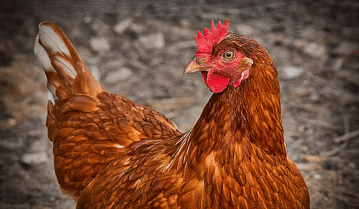 Very Short Answers - Reproduction in Animals, Science, Class 8 | Science Class 8