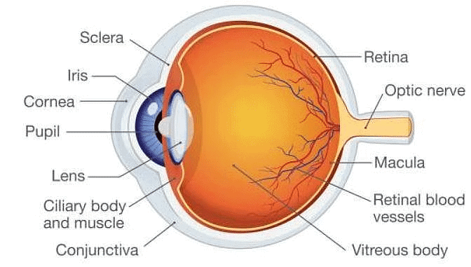 Human Eye