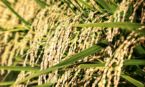 Rice