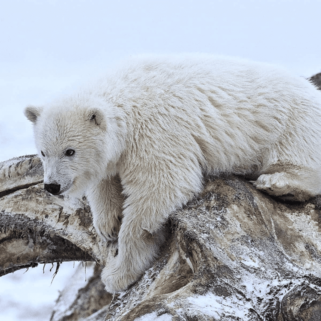 Fur of Polar Bear