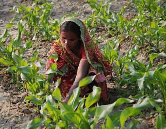 Class 8 Science - Crop Production and Management CBSE Worksheets Solutions