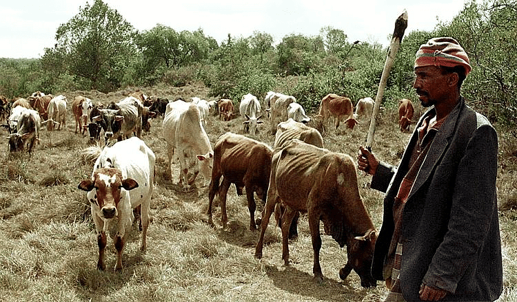 Nomadic Herding