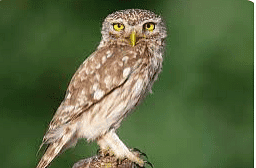 Owl 