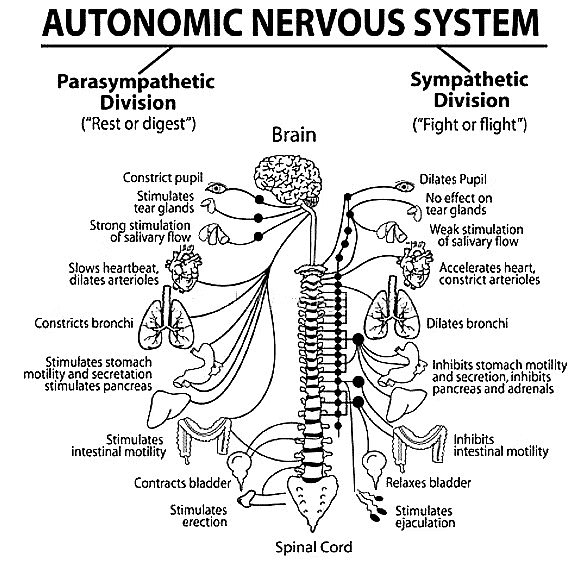 The Bases of Human Behaviour Class 11 Psychology