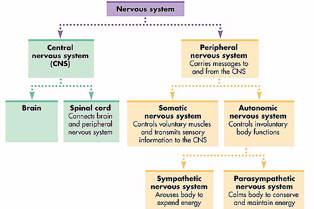 The Bases of Human Behaviour Class 11 Psychology