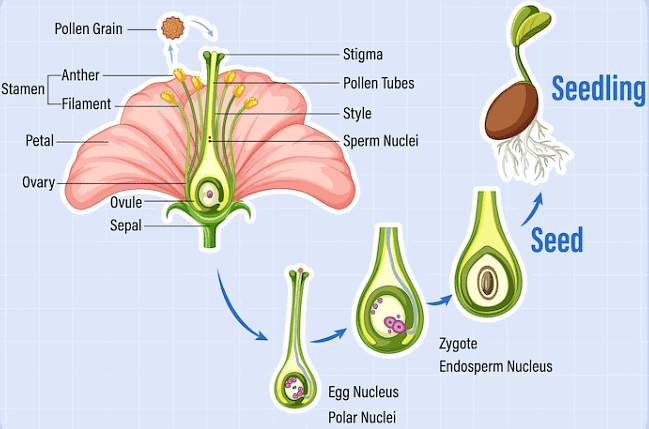 Reproduction in Plants Class 7 Notes Science Chapter 8