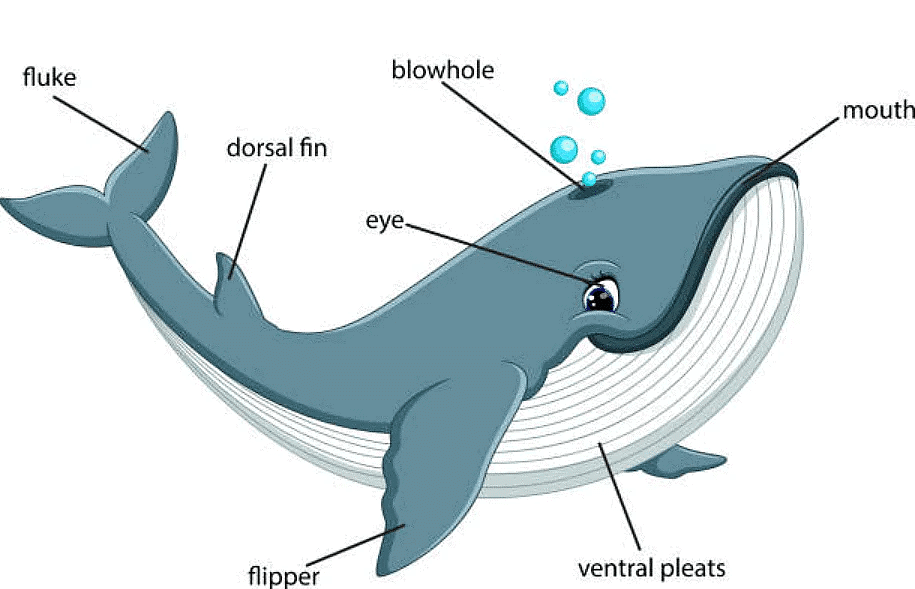 Animal Life Class 5 Notes Science