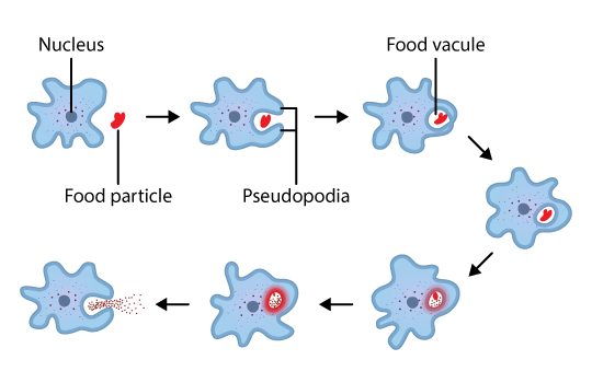Life Processes Class 10 Notes Science Chapter 5