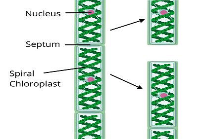 Reproduction in Plants Class 7 Notes Science Chapter 8