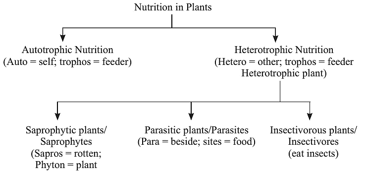 Life Processes Class 10 Notes Science Chapter 5