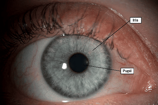Pupil