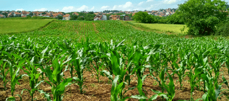Crops