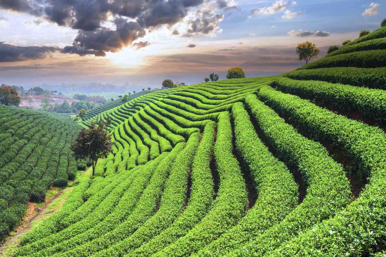 Human Environment Interactions: The Tropical & Subtropical Regions Summary Class 7 Geography Chapter 1