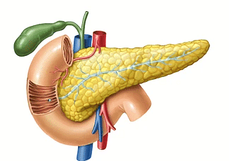Pancreas