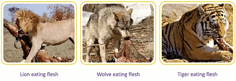 Animals- Food and Shelter Class 1 Notes EVS
