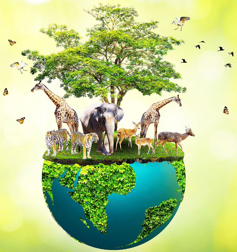 Class 10 Geography Chapter 2 Notes - Forest and Wildlife Resources