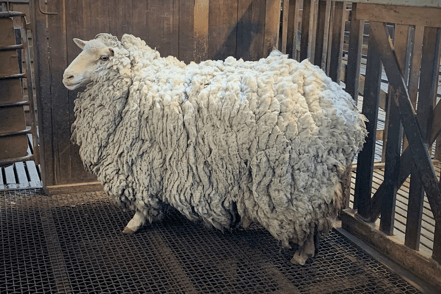 Wool of sheep