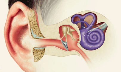 Human Ear