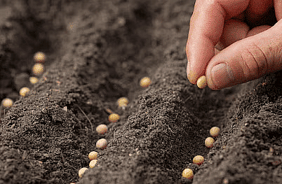 Class 8 Science - Crop Production and Management CBSE Worksheets Solutions