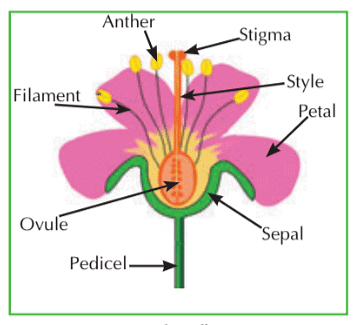 Reproduction in Plants | Science Class 5