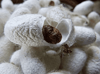 Sericulture