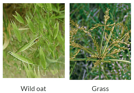 Class 8 Science Chapter 1 Question Answers - Crop Production And Management