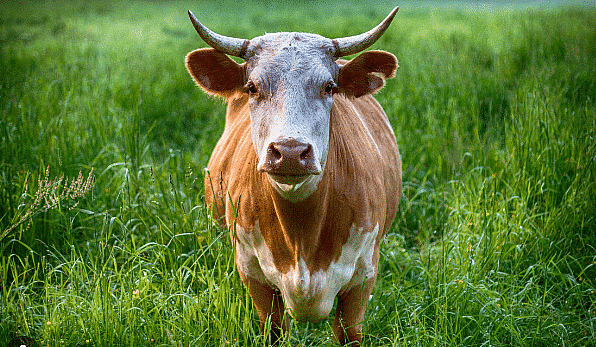 Very Short Answers - Reproduction in Animals, Science, Class 8 | Science Class 8