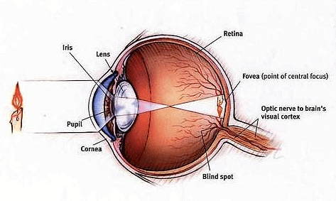 Retina