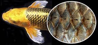 Gills of Fish