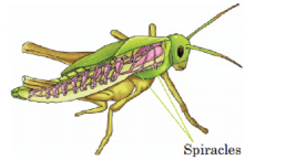 Animal Life Class 5 Notes Science