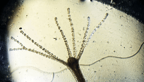 Very Short Answers - Reproduction in Animals, Science, Class 8 | Science Class 8