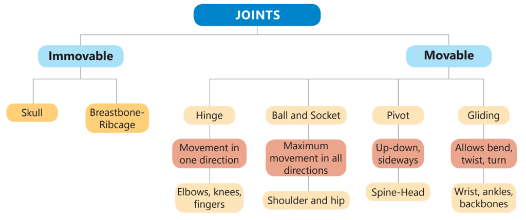 The Joints | Science Olympiad for Class 5