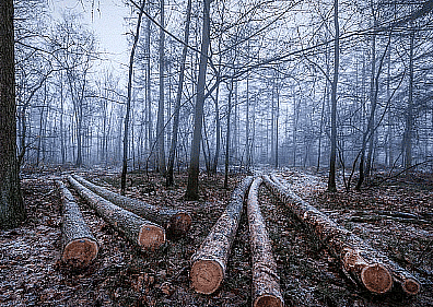 Deforestation
