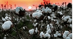 Cotton