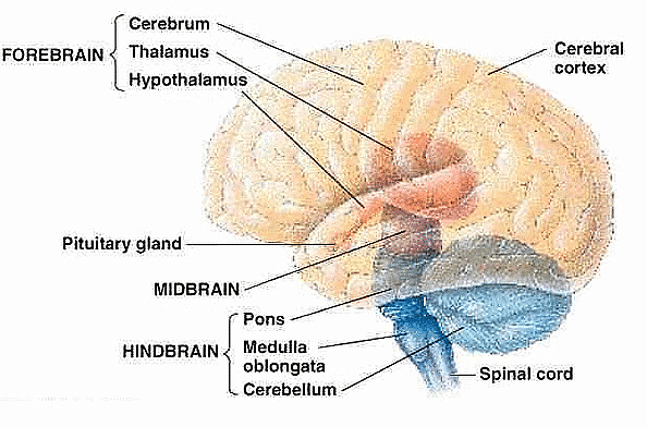 The Bases of Human Behaviour Class 11 Psychology